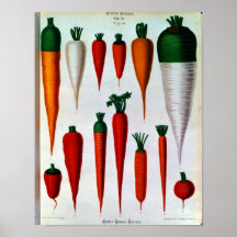 Karotten Posterdrucke