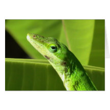 Karte der grünen Eidechsen-(Anole)