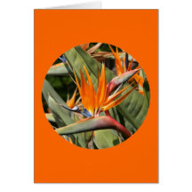 Karte, "Paradiesvogel Blüten im Kreis "