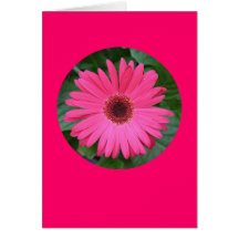 Karte, "rosa Gerber Gänseblümchen in einem Kreis" 