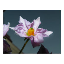 Kartoffel-Blume Postkarten