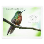 Kastanie-breasted Coronet Foto Druck