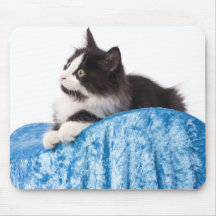 Kätzchen Mousepad