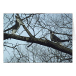Kätzchen Up einen Baum Karten