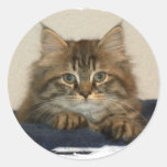 Katze Asha 2 Runde Sticker