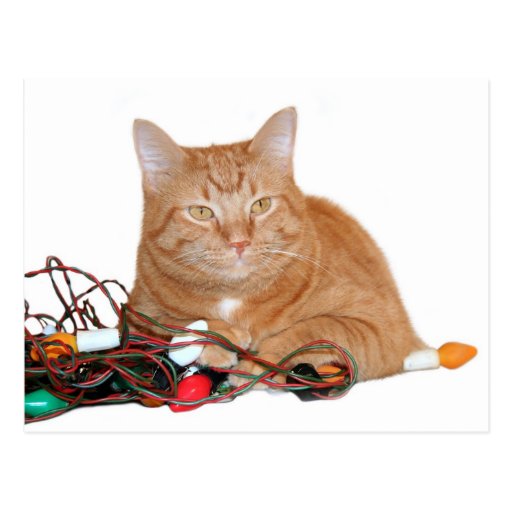 Katze Chrishtmas Lichter Postkarte