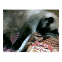 Katze, die auf Kochbuch-Postkarte stillsteht