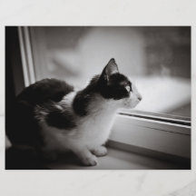 Katze, die draußen schaut flyerbedruckung