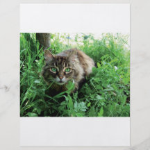 Katze Flyer