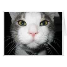 Katze Grußkarten