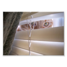 Katze im Fenster Kunst Fotos