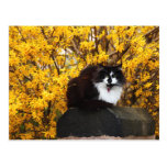 Katze in der Herbst-Postkarte