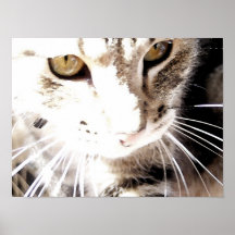 Katze in der Sonne Plakatdrucke