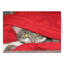 Katze Karten