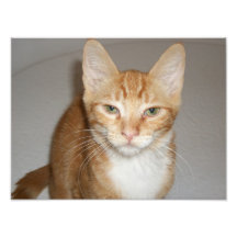 Katze Kunst Foto