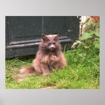 Katze "Kyra", der im Gras sitzt Plakate