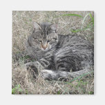Katze Magnete
