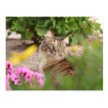 Katze mit Pelargonie Postkarte