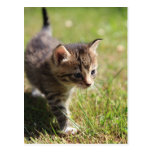 Katze postkarten