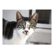 Katzen-Einladung