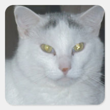 Katzen-Gedanken-Weiß-Katze Aufkleber