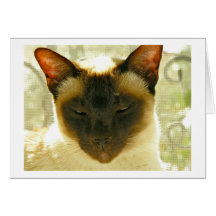 Katzen Grußkarten