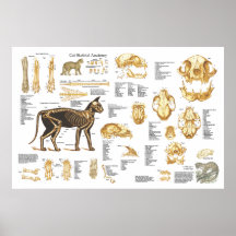Katzen-katzenartiges skelettartiges Anatomie-Plaka