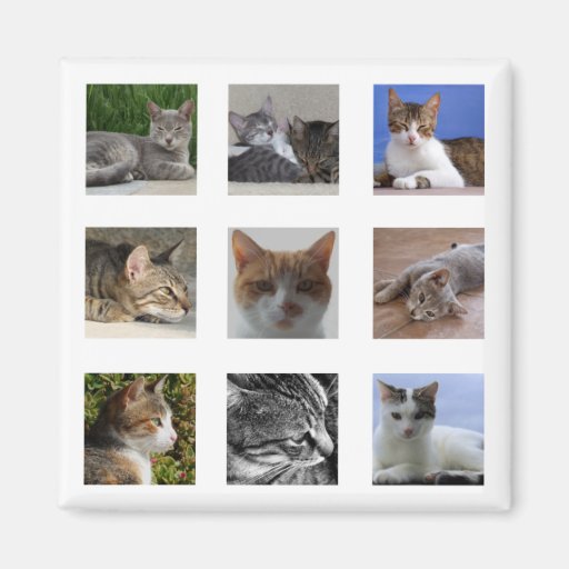 Katzen-Kühlschrank-Magnet Kühlschrankmagnet