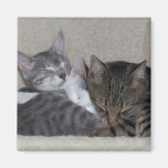 Katzen-Kühlschrankmagnete