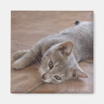 Katzen-Magnet Kühlschrankmagnet