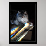Katzen-Regenbogen-Brücken-Foto Plakatdrucke