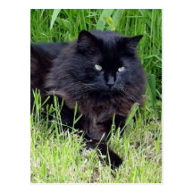 Katzenartiges königliches stolzes des flaumigen la postkarte