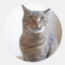 Katzenaufkleber
