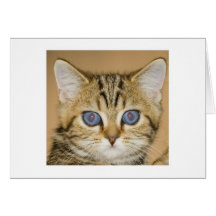 Katzenbaby Karte