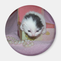 Katzenmagnet Magnete