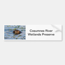 Kauen der Bibersammlung Auto Sticker