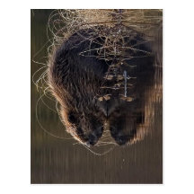 Keine höhere Entschließung verfügbar. Beaver_pho34 Postkarten