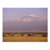 Kenia: Amboseli Nationalpark, Elefanten und Postkarten