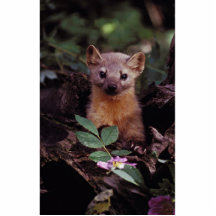 Kiefern-Marder Fotoausschnitte
