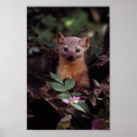 Kiefern-Marder Plakat