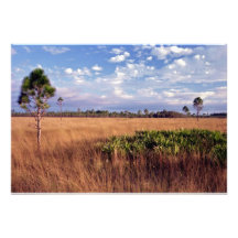 Kiefern-und Segge-Gras. Drei Seen, Osceola Co., Fl Foto