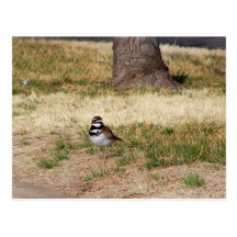 Killdeervogel Postkarte