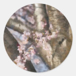 Kirschblüte - Frühlings-Blüte Stickers