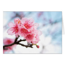 Kirschblüte Grußkarte
