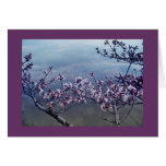 Kirschblüten am Gezeiten- Becken, Washington DC-2 Karten