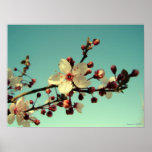 Kirschblüten im Himmel-Plakat