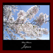 Kirschblüten in Japan poster
