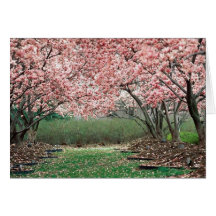 Kirschblüten Karte
