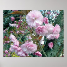 Kirschblüten-Ölgemälde Poster