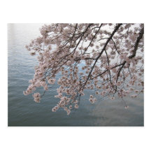 Kirschblüten über Gezeiten- Becken Postkarten